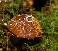 Neobarya agaricicola