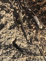 Sceloporus occidentalis