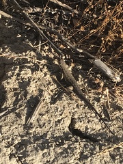 Sceloporus occidentalis