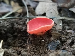 Sarcoscypha occidentalis