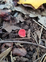 Sarcoscypha occidentalis