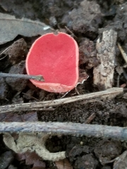 Sarcoscypha occidentalis