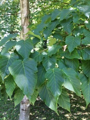 Acer davidii