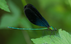 Matrona basilaris
