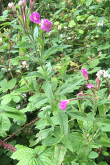 Epilobium hirsutum