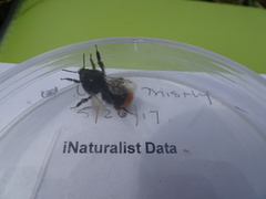 Bombus ruderarius