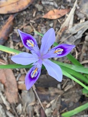 Iris speculatrix