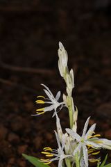 Chlorophytum borivilianum