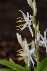 Chlorophytum borivilianum