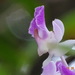Curled Aerides - Photo (c) Rujuta Vinod, some rights reserved (CC BY-NC), uploaded by Rujuta Vinod