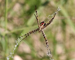 Argiope magnifica