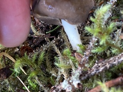 Helvella compressa