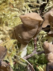 Helvella compressa
