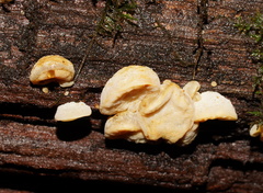 Gloeoporus phlebophorus