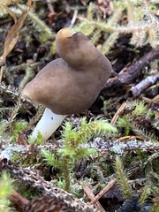 Helvella compressa