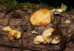Gloeoporus phlebophorus