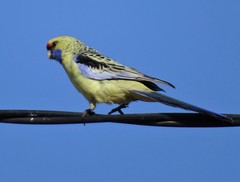 Platycercus elegans flaveolus