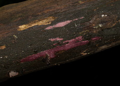 Ceriporia purpurea