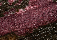 Ceriporia purpurea