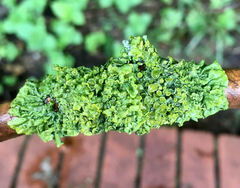 Xanthoria parietina