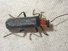 Podabrus conspiratus