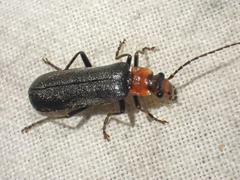 Podabrus conspiratus