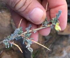 Wiborgia sericea