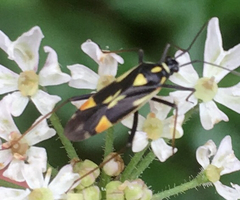 Grypocoris stysi
