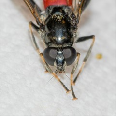 Xylota bicolor