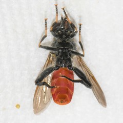 Xylota bicolor