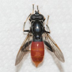 Xylota bicolor