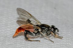 Xylota bicolor