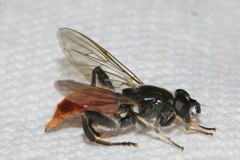 Xylota bicolor