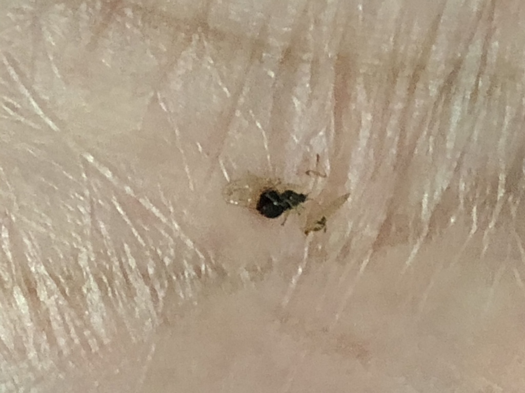 Lace bug