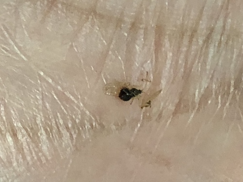 Lace bug