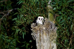 Tyto novaehollandiae