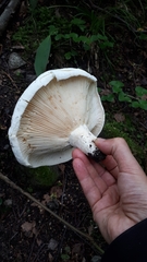 Lactifluus bertillonii