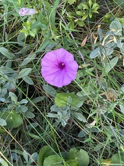 Ipomoea sagittata