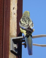 Platycercus elegans flaveolus