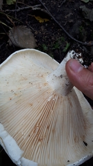 Lactifluus bertillonii