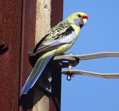 Platycercus elegans flaveolus