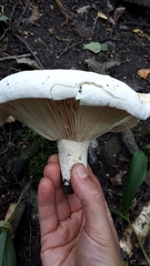 Lactifluus bertillonii