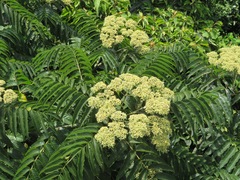 Zanthoxylum ailanthoides