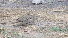 Columbina cruziana