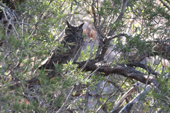 Bubo virginianus magellanicus