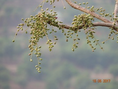 Lannea coromandelica