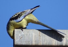 Platycercus elegans flaveolus