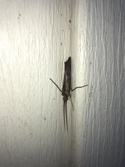 Nemotaulius hostilis