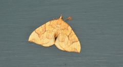 Eulithis propulsata