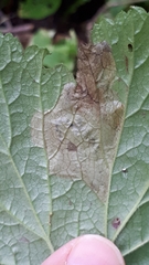 Metallus lanceolatus